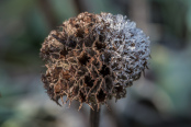 Half autumn, half winter