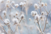 Frosted Seedheads 