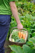 man carrying vegetable harvest