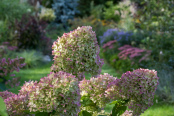 Hydrangea paniculata 'Limelight' in autumn glory