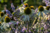 Early autumn border