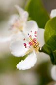 Pear Blossom