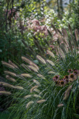Pennisetum alopecuroides 'Hameln'