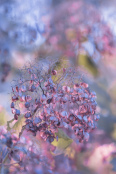 Hydrangea arborescens "Invincibelle Spirit"