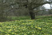 A host of golden daffodils