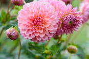 Dahlia 'Barbary Banker'