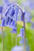 Bluebell