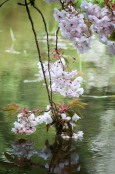 Cherry Blossom and Water