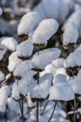 Dry Phlomis russeliana in winter cap.