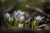 Crocuses chrysanthus "Snow bunting"