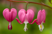 Lamprocapnos Spectabilis