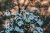 Aster novi-belgii 'White swan'