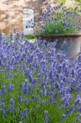 English Lavenders