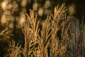 Autumn is the house of gold.