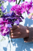 A bunch of Sweet Peas