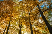 The essence of "golden Polish autumn" 