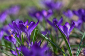 Crocus 'Ruby Giant'