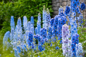 Delphinium afternoon