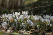 Crocuses chrysanthus "Snow bunting"