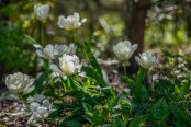 Tulips 'Exotic Emperor'