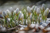 Crocuses chrysanthus "Snow bunting"