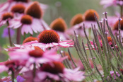 Echinacea