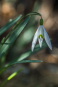 Galanthus nivalis