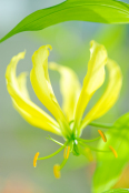 Gloriosa superba 'greenii'