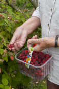 Tayberry Harvest