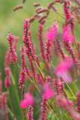 Persicaria amplexicaulis 'Atrosanguinea'