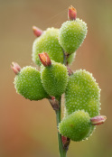 Canna Seedhead