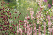 Sanguisorba and Persicaria