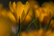 Crocus flavus 'Golden yellow'