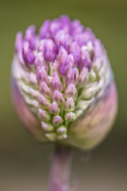 Allium hollandicum 'Purple Sensation'