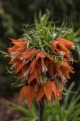 Fritillaria imperialis