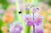 Candelabra Primula