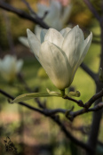Magnolia 'Elizabeth'