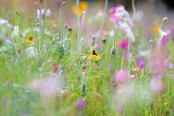 Pictorial meadow, Devon