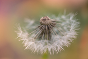 Taraxacum officinale