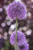 Allium aflatunense Purple Sensation