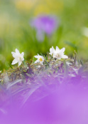 Anemone nemorosa, Wood Anenome