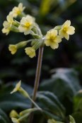 Primula elatior - Oxslip