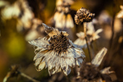 Dry Heliopsis helianthoides. November 2016.