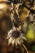 Dry Heliopsis helianthoides. November 2016.