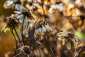 Dry Heliopsis helianthoides. November 2016.