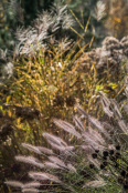Pennisetum alopecuroides 'Hameln' in autumn glory
