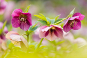  Helleborus 