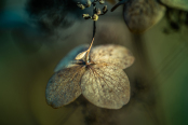 Golden light...