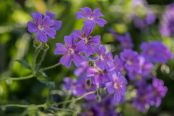 Geranium x magnificum