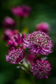 Astrantia major